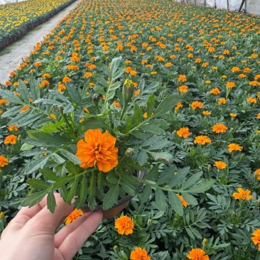 120孔雀草