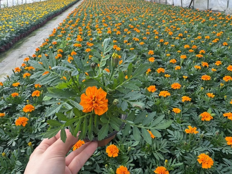 120孔雀草