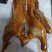 【熟食鹅】真正大白鹅.全熟.广式烧鹅.卤鹅.开袋即食整只