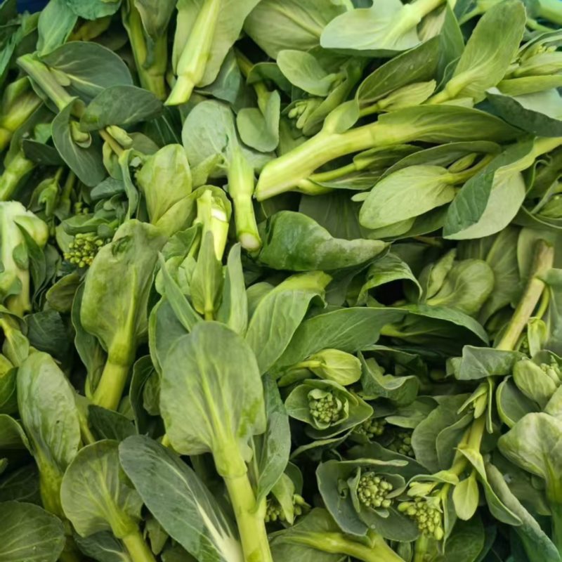青菜心大量上市，价格不贵，可供电商超市批发商可发货全国