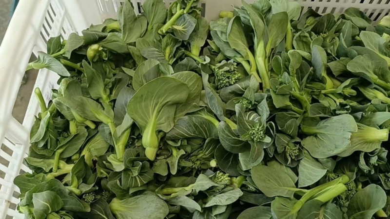 青菜心大量上市，价格不贵，可供电商超市批发商可发货全国
