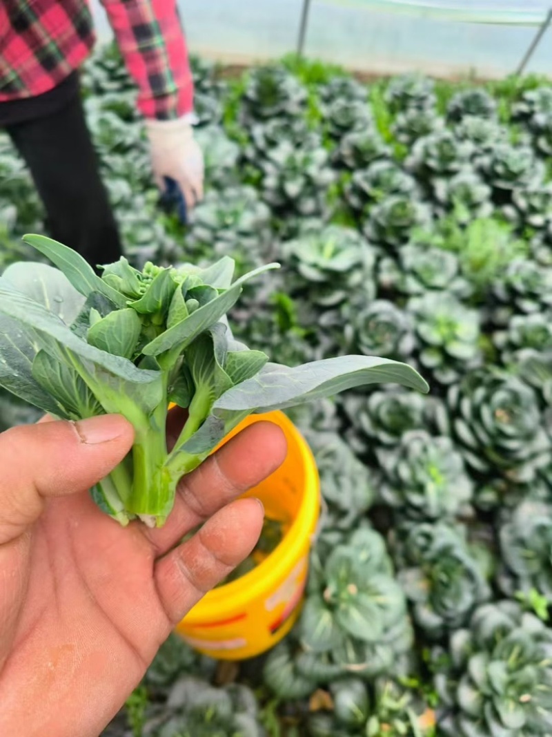 青菜心大量上市，价格不贵，可供电商超市批发商可发货全国