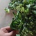青菜心大量上市，价格不贵，可供电商超市批发商可发货全国