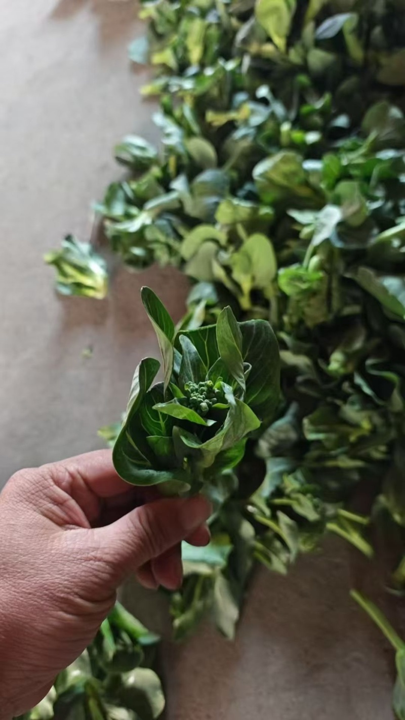 青菜心大量上市，价格不贵，可供电商超市批发商可发货全国