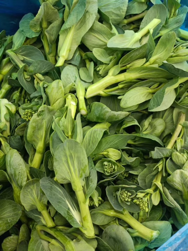 青菜心大量上市，价格不贵，可供电商超市批发商可发货全国