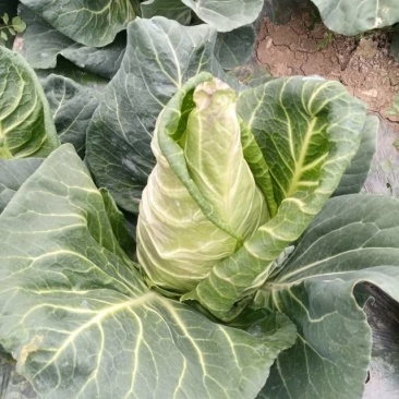 露天牛心包菜可以装车了