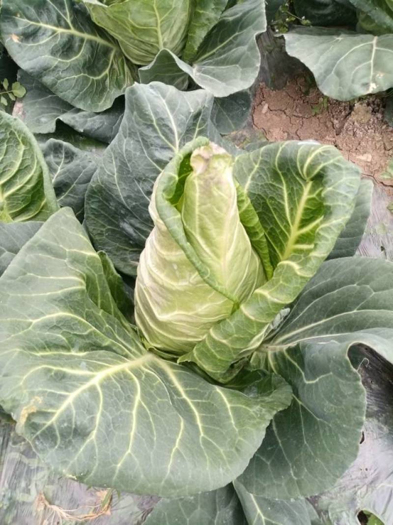 露天牛心包菜可以装车了