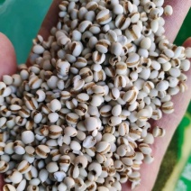 【薏米】黄壳白薏仁米产地直销量大质优价格优惠欢迎采购
