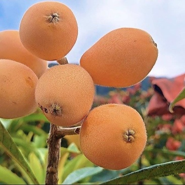 米易黄草枇杷