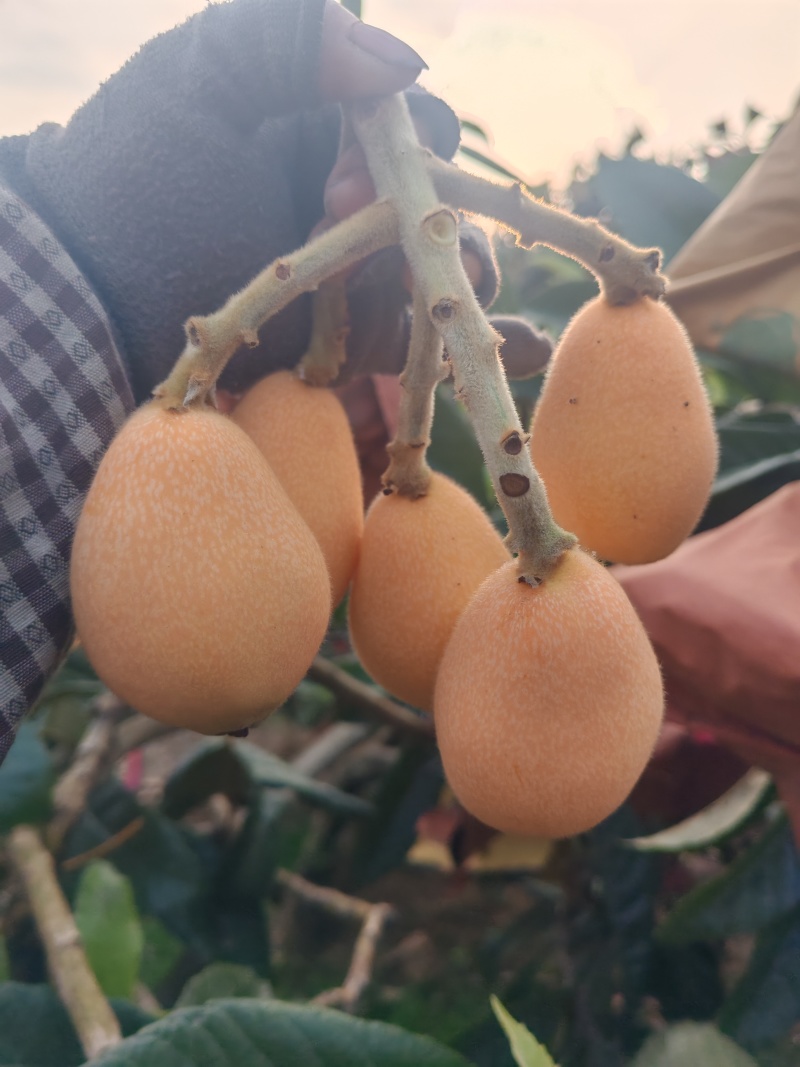 米易黄草枇杷