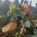 米易黄草枇杷