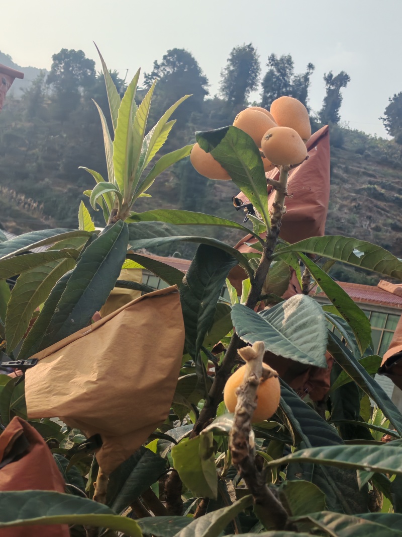 米易黄草枇杷