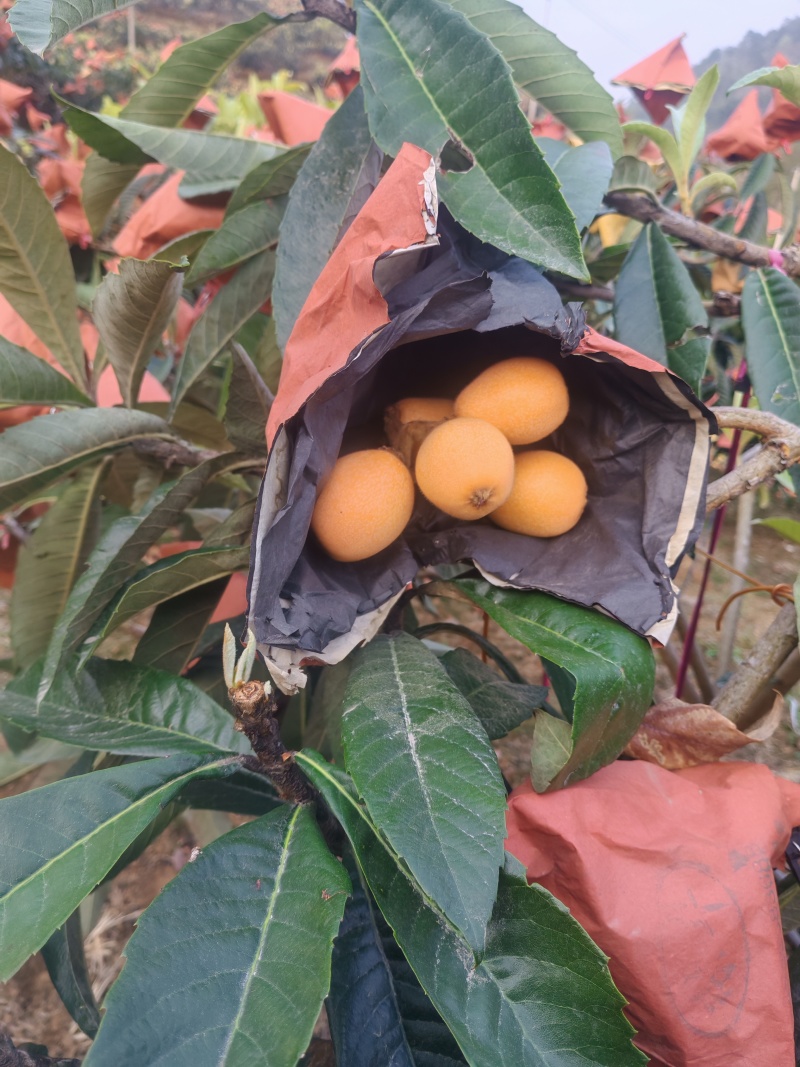 米易黄草枇杷