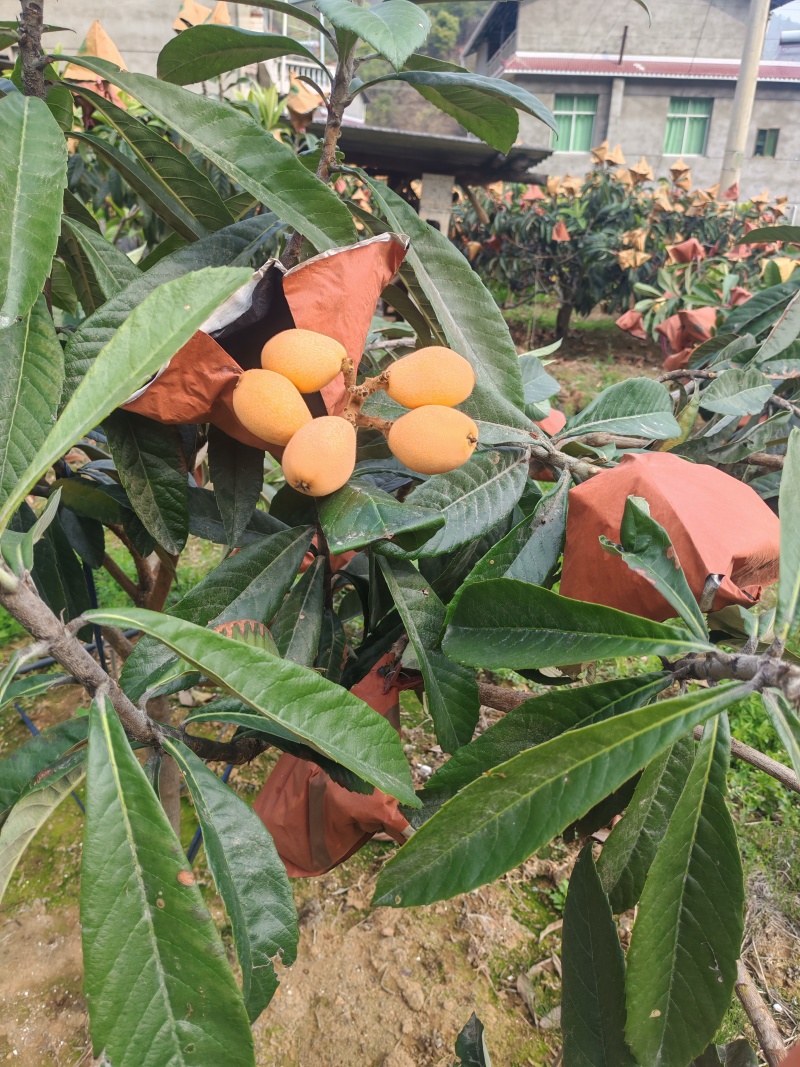 米易黄草枇杷