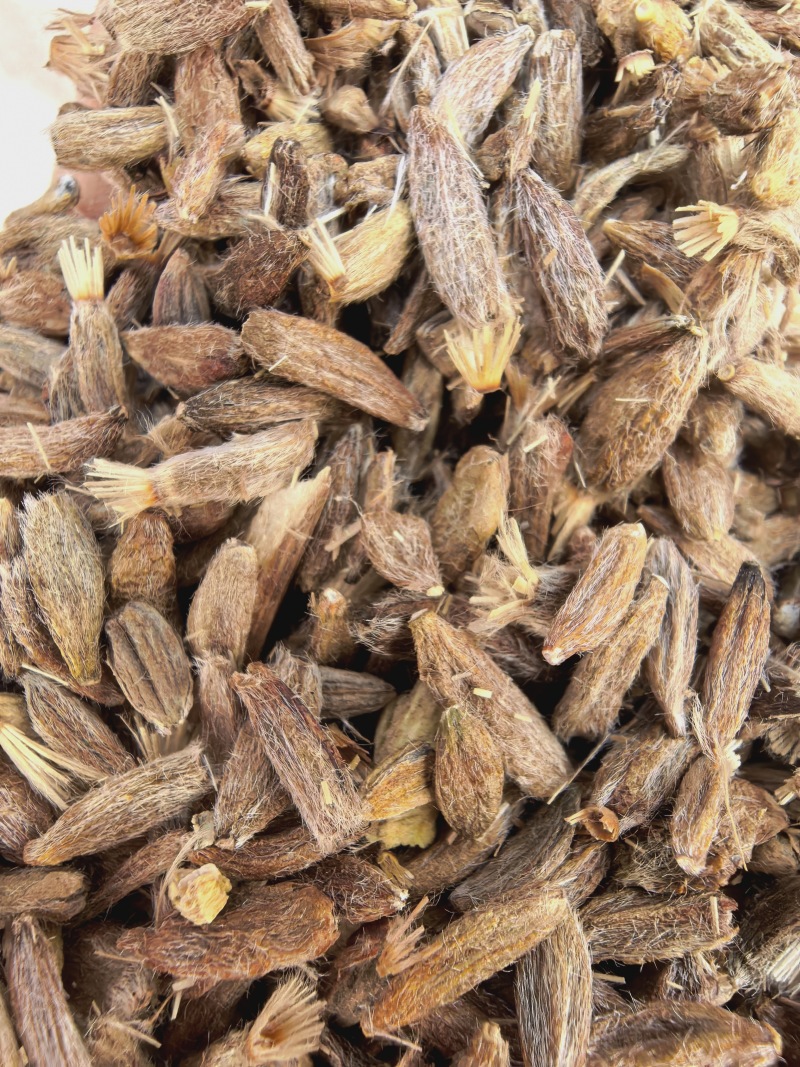 白术种子，干净于杂质