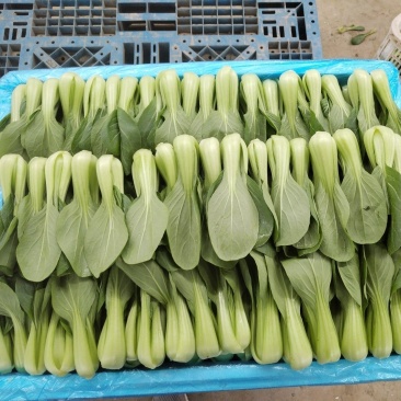 油菜/上海青/大量现货供应/规格齐全/品质保证/欢迎电联