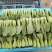 油菜/上海青/大量现货供应/规格齐全/品质保证/欢迎电联