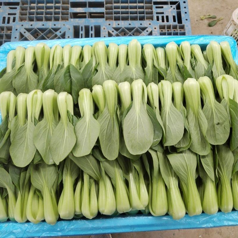 油菜/上海青/大量现货供应/规格齐全/品质保证/欢迎电联
