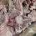 内蒙满肉羊蝎子