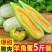 《一件代发》羊角蜜一件代发产地代收实力供应链