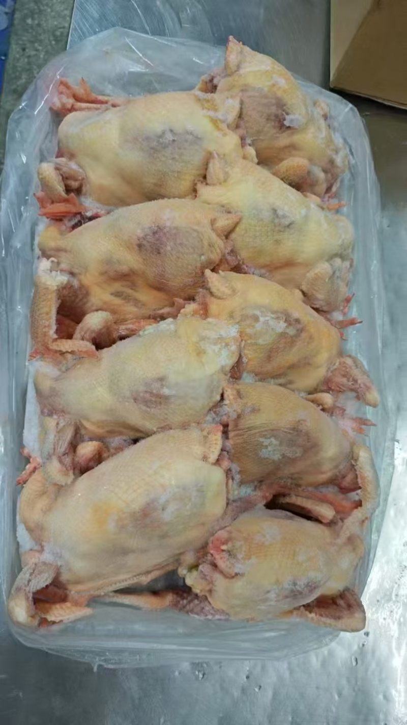 二级老母鸡