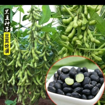 非转基黄仁黑豆，，，生长能力适应