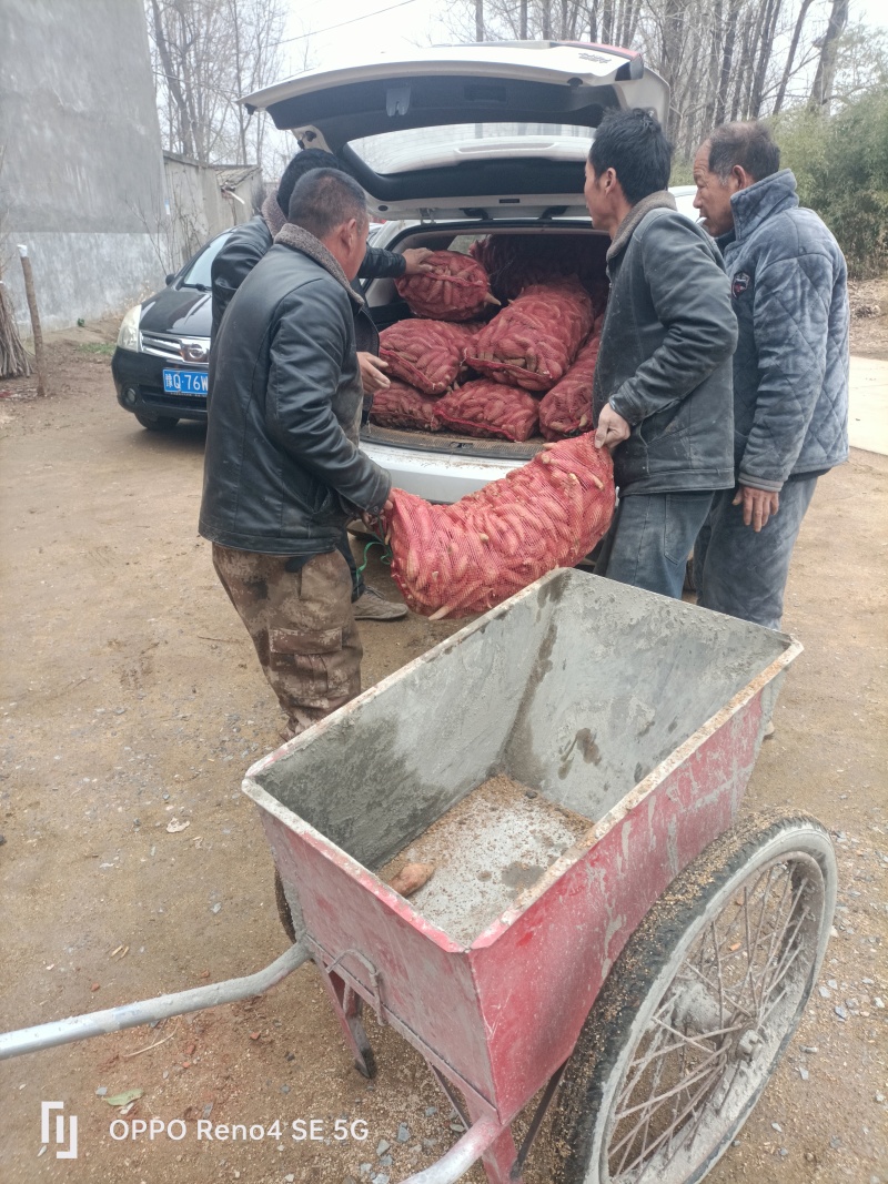 丘陵地西瓜红种薯