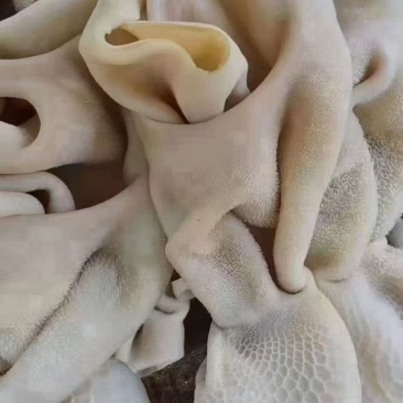 熟羊肚
