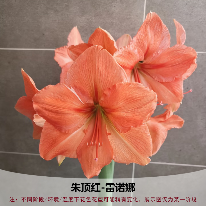 重瓣朱顶红种球双王四季开花庭院阳台盆栽花卉子埋土就活