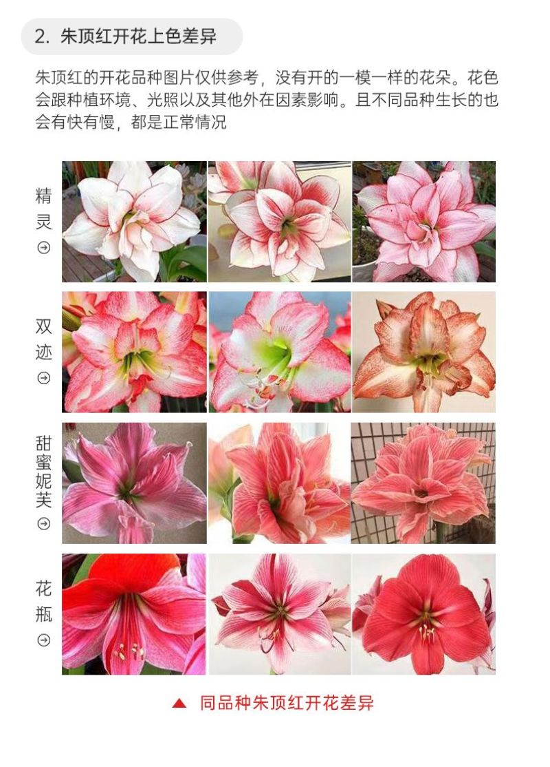 重瓣朱顶红种球双王四季开花庭院阳台盆栽花卉子埋土就活