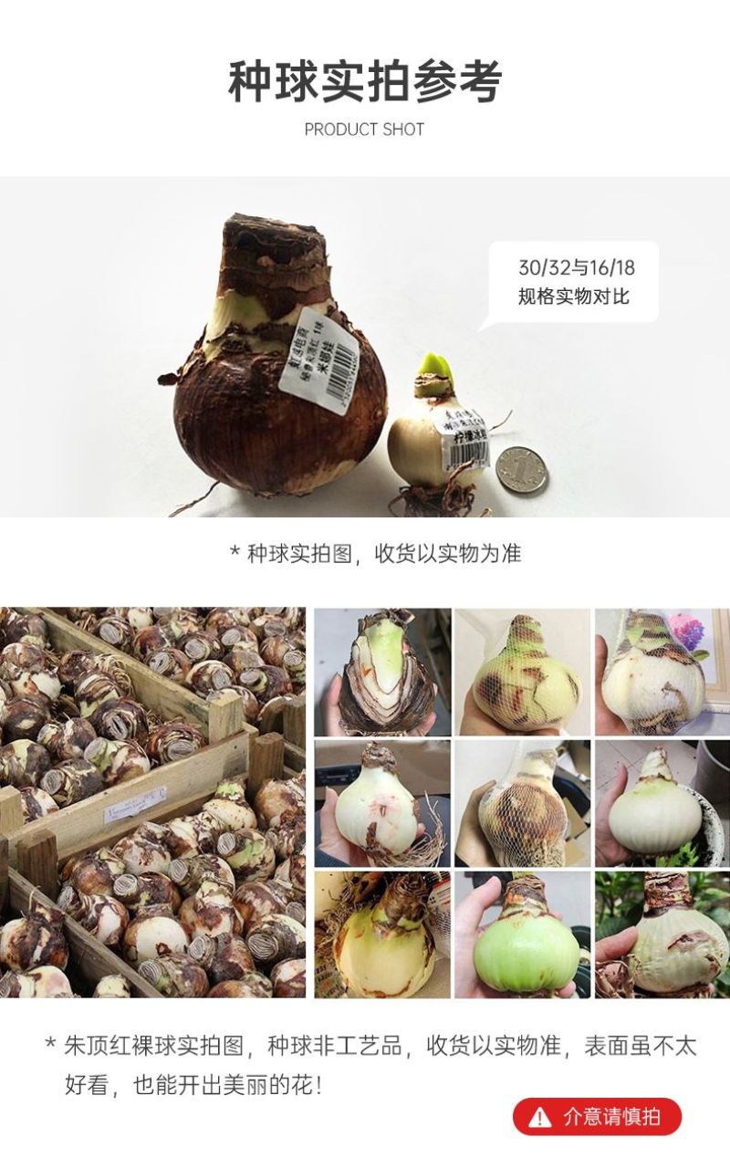 重瓣朱顶红种球双王四季开花庭院阳台盆栽花卉子埋土就活