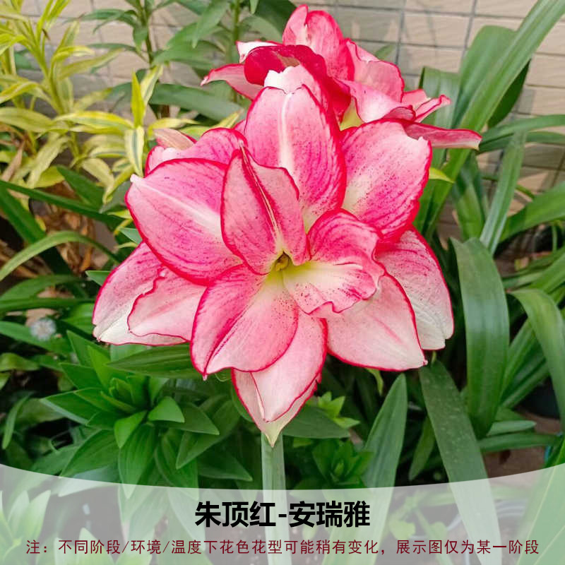 重瓣朱顶红种球双王四季开花庭院阳台盆栽花卉子埋土就活