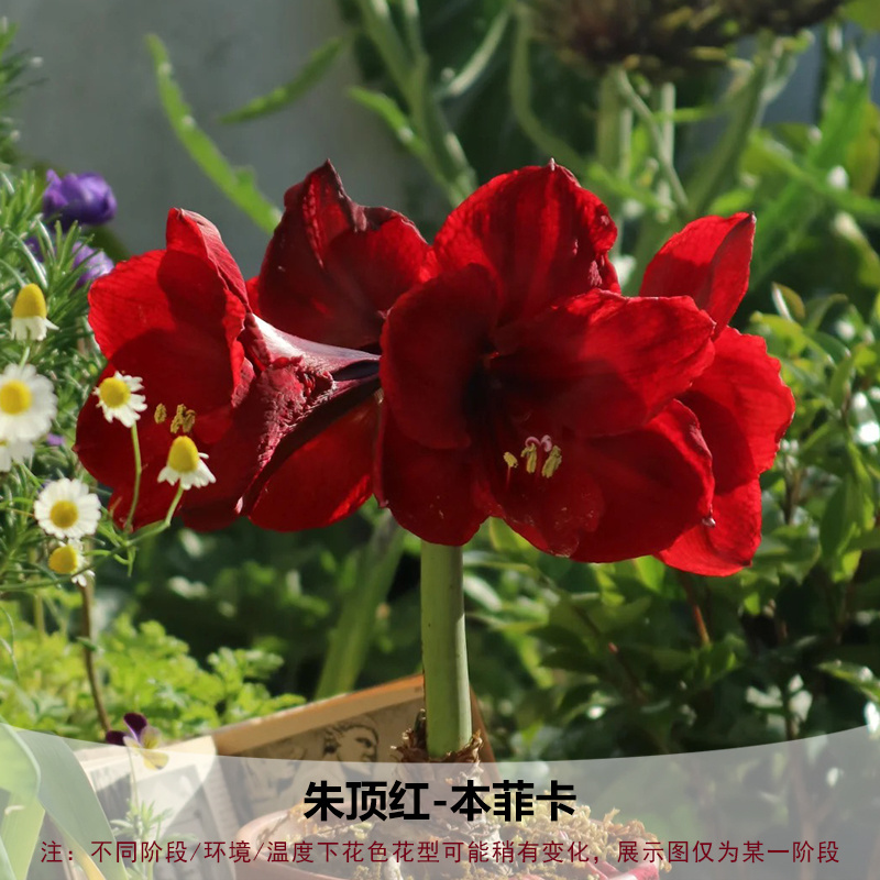 重瓣朱顶红种球双王四季开花庭院阳台盆栽花卉子埋土就活