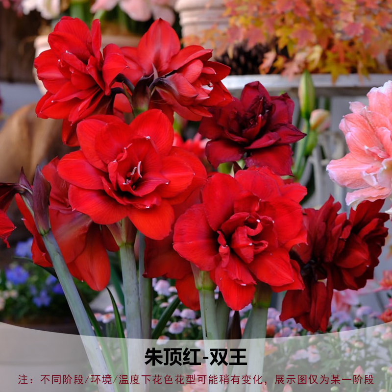重瓣朱顶红种球双王四季开花庭院阳台盆栽花卉子埋土就活
