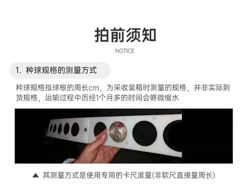 重瓣朱顶红种球双王四季开花庭院阳台盆栽花卉子埋土就活