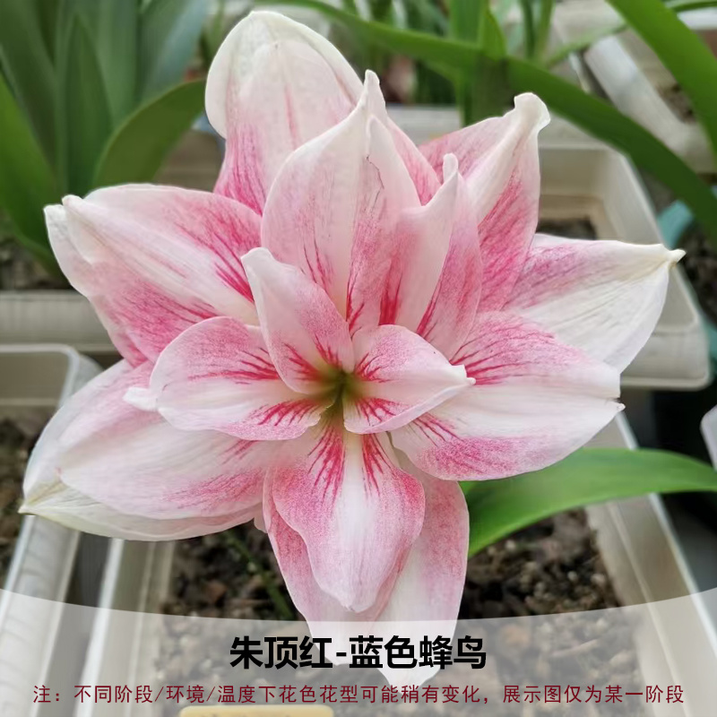 重瓣朱顶红种球双王四季开花庭院阳台盆栽花卉子埋土就活