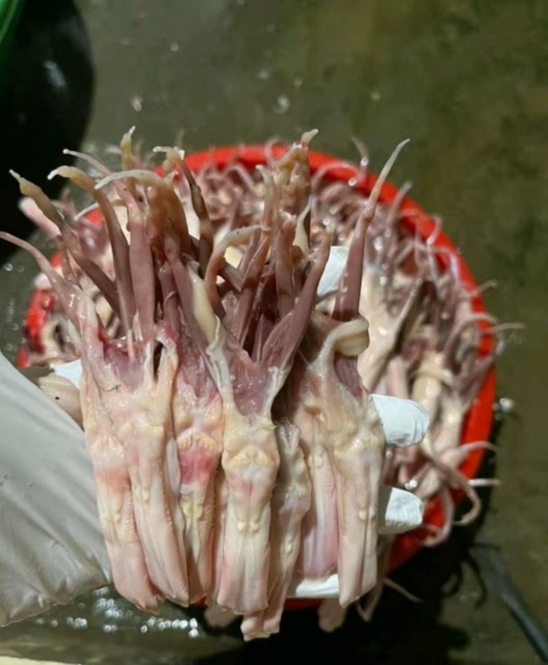 鸭舌，一公斤80-100条左右，现货新货