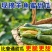 山东羊角蜜一件代发电商供应链，对接各个平台