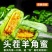 山东羊角蜜一件代发电商供应链，对接各个平台