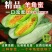 山东羊角蜜一件代发电商供应链，对接各个平台