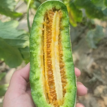 羊角蜜博洋系列大量上市号码视频找