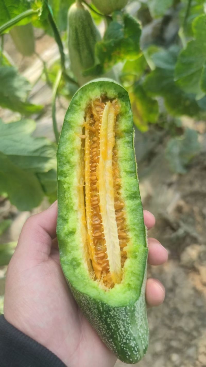 羊角蜜博洋系列大量上市号码视频找