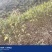 贵州本地红油香椿苗香味浓成活率高健康好苗