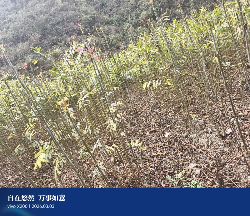 贵州本地红油香椿苗香味浓成活率高健康好苗