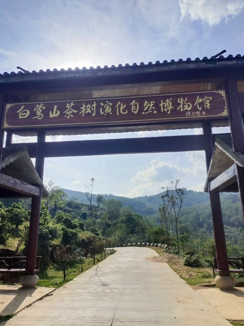 临沧普洱茶古树双江冰岛生普野生红批发茶农直销白莺山多品种