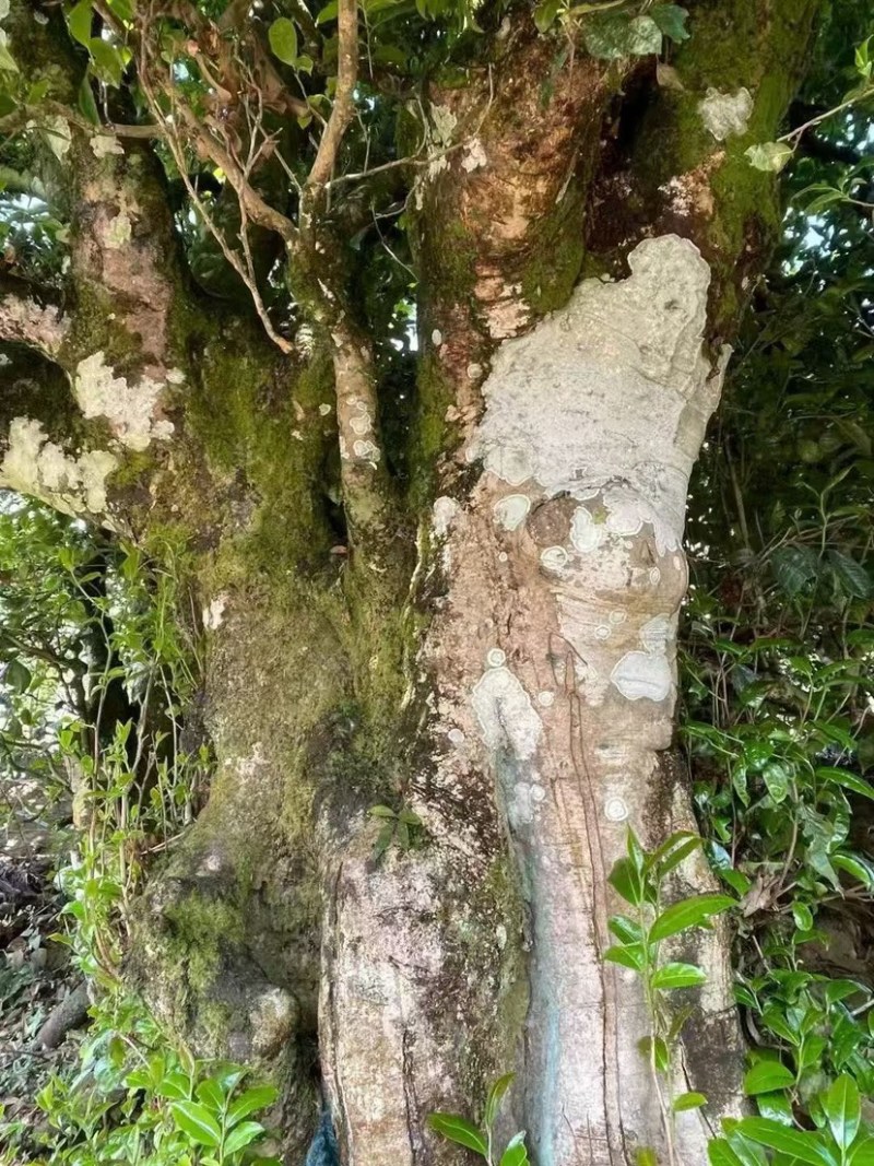 临沧普洱茶古树双江冰岛生普野生红批发茶农直销白莺山多品种