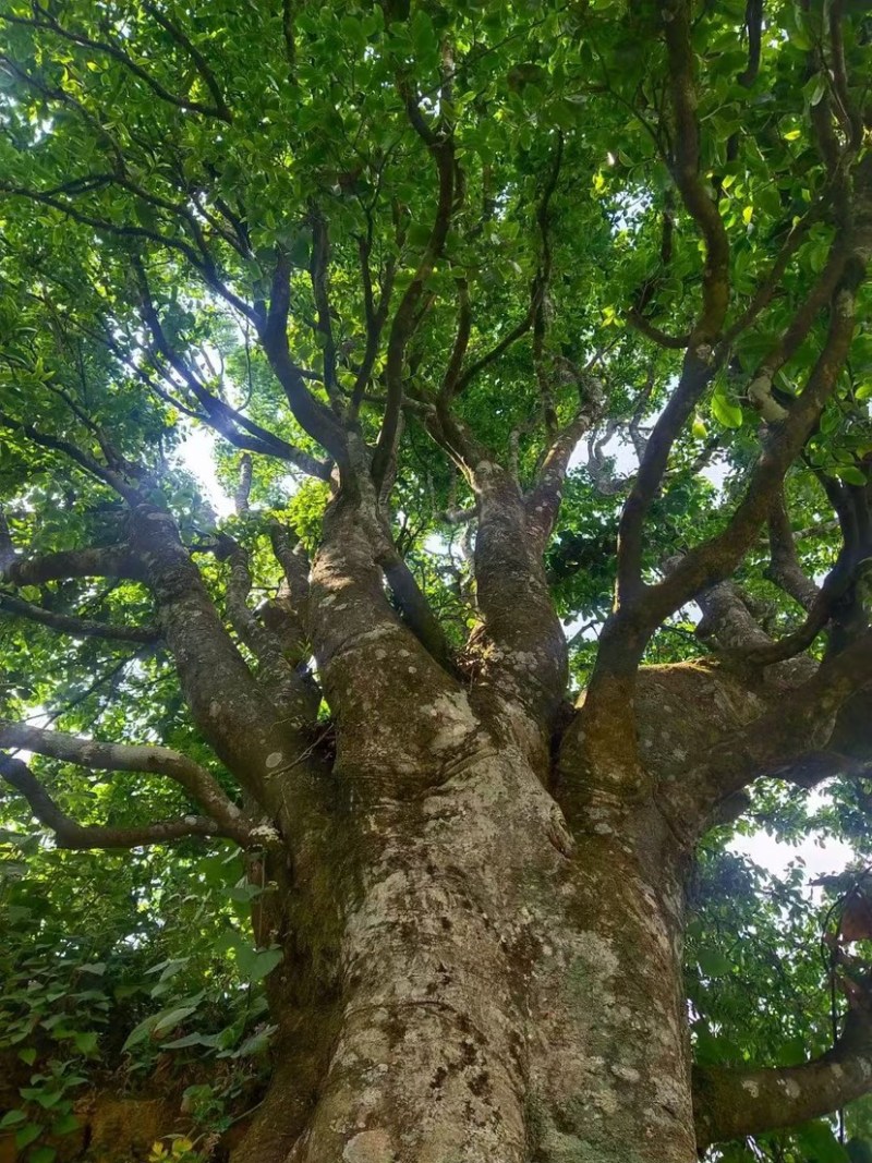 临沧普洱茶古树双江冰岛生普野生红批发茶农直销白莺山多品种