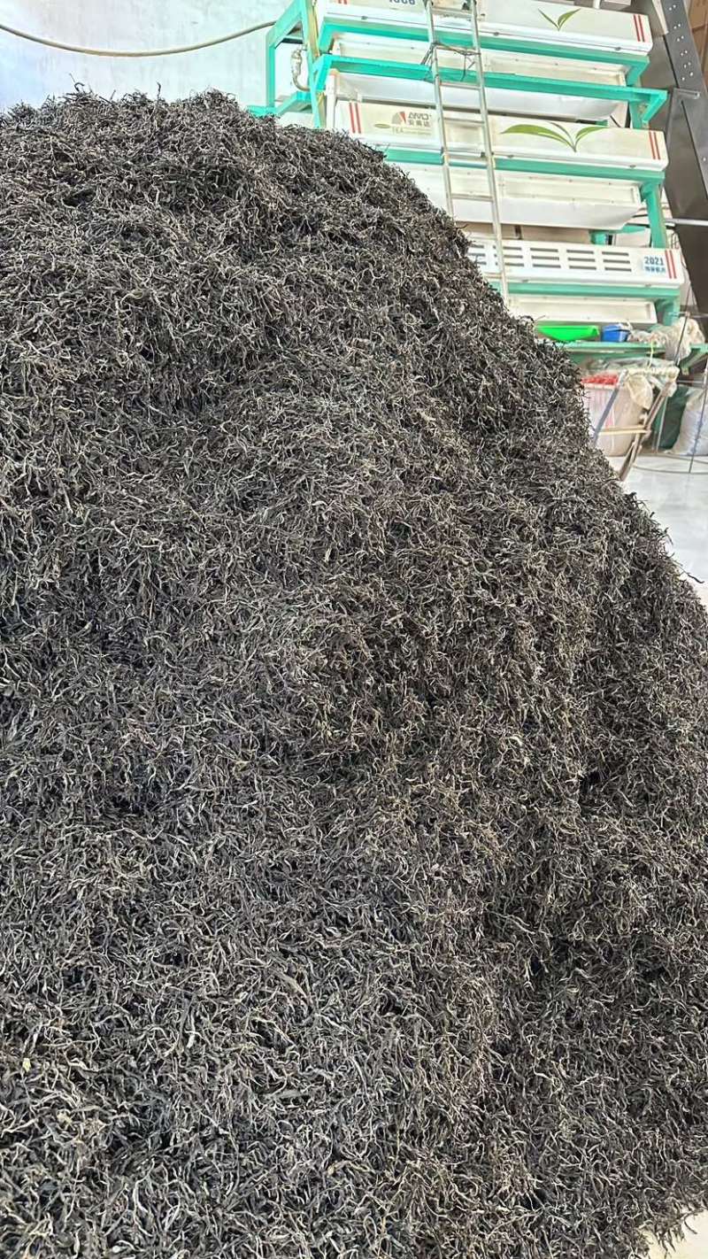 临沧普洱茶古树双江冰岛生普野生红批发茶农直销白莺山多品种