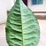 临沧普洱茶古树双江冰岛生普野生红批发茶农直销白莺山多品种