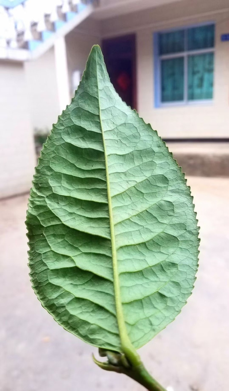 临沧普洱茶古树双江冰岛生普野生红批发茶农直销白莺山多品种